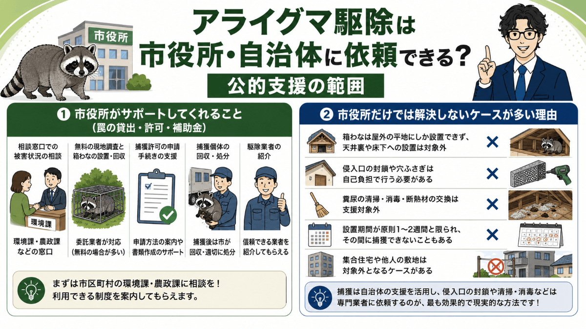 アライグマ駆除は市役所・自治体に依頼できる？公的支援の範囲